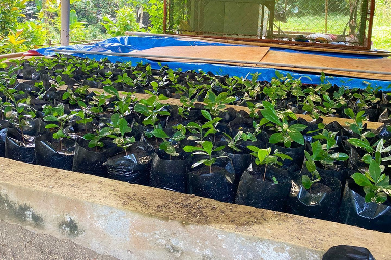 TAGAYTAY :Coffee Experience Amadeo Farm Tour & Tasting