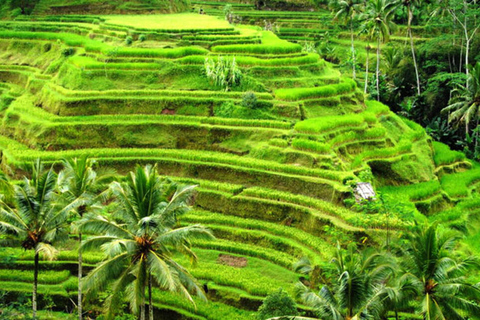 Excursão de dia inteiro a Ubud com carro particularPasseio em Ubud com taxa de entrada incluída