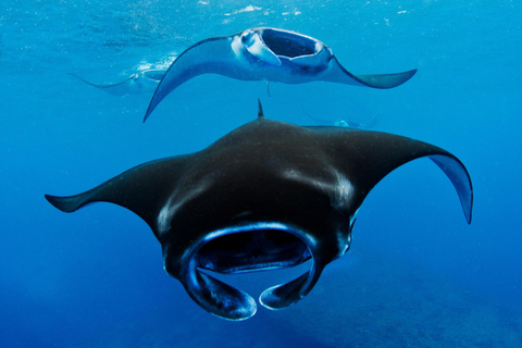 Nusa Penida: Snorkeling Adventure at Manta Point Sharing Boat: Manta Point & Gamat Bay Adventure