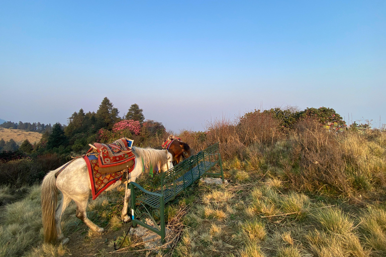 From Pokhara: 3 Day Short Poon Hill with Thapla Danda Trek