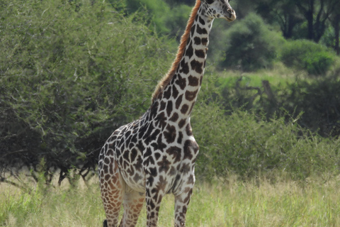 Arusha: Safari de 5 días a Tarangire, Lago Manyara y ...