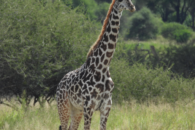 Arusha: Safari de 5 días a Tarangire, Lago Manyara y ...