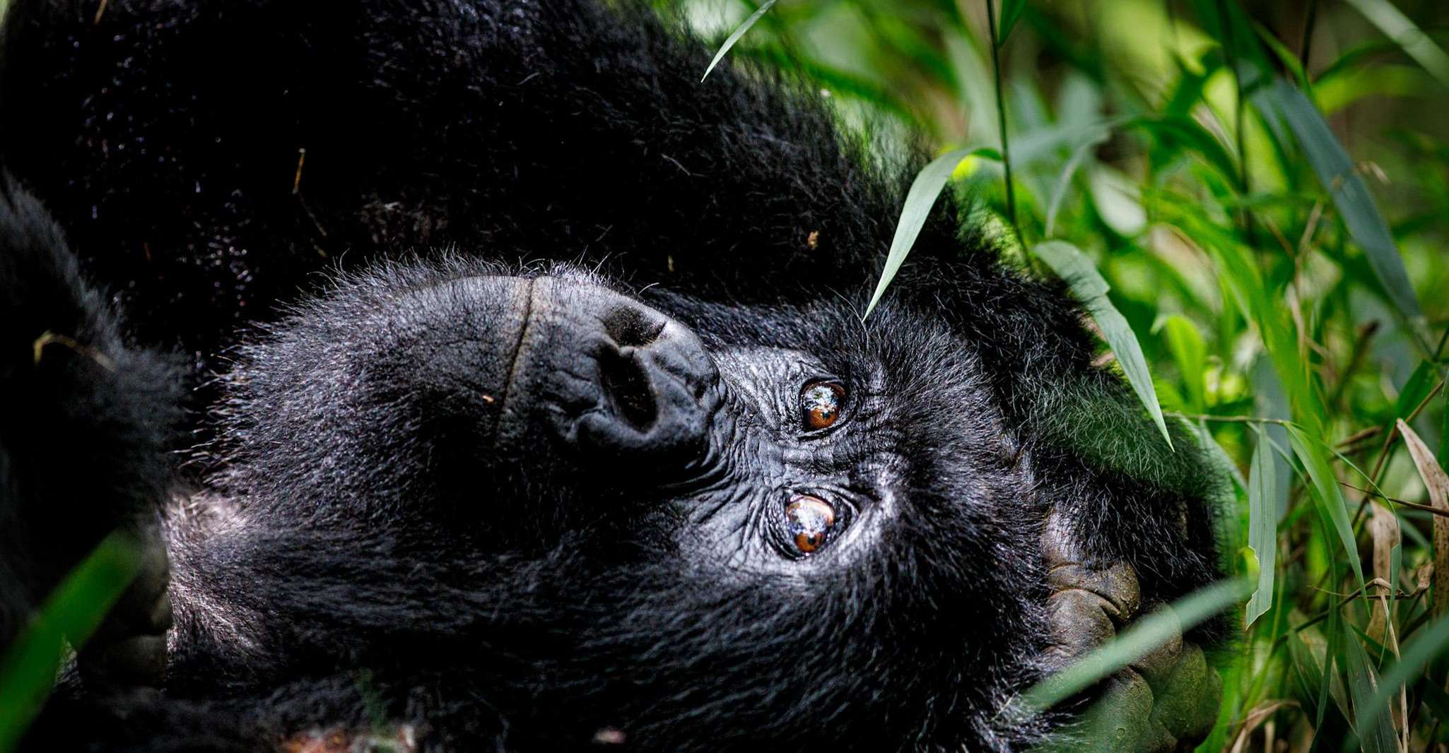 Uganda, Gorilla Close Encounter - Housity