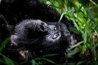 Uganda, Gorilla Close Encounter - Housity
