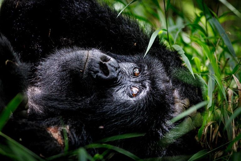 Uganda: Gorilla hautnah erleben