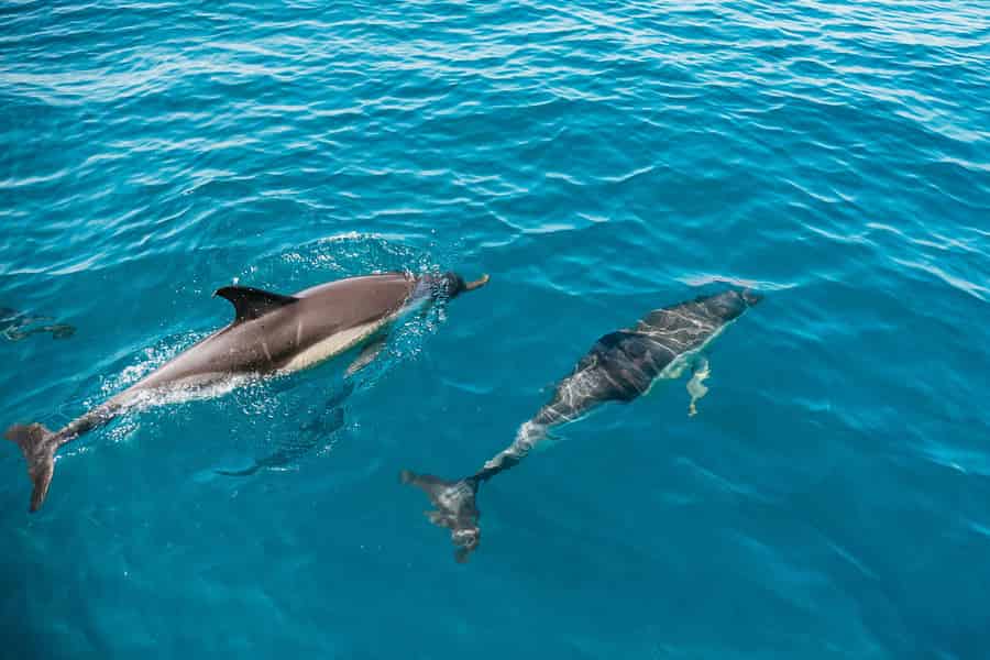 Lagos: Dolphin Watch Tour mit professionellem Meeresbiologen. Foto: GetYourGuide Lagos: Dolphin Watch Tour mit professionellem Meeresbiologen. Foto: GetYourGuide
