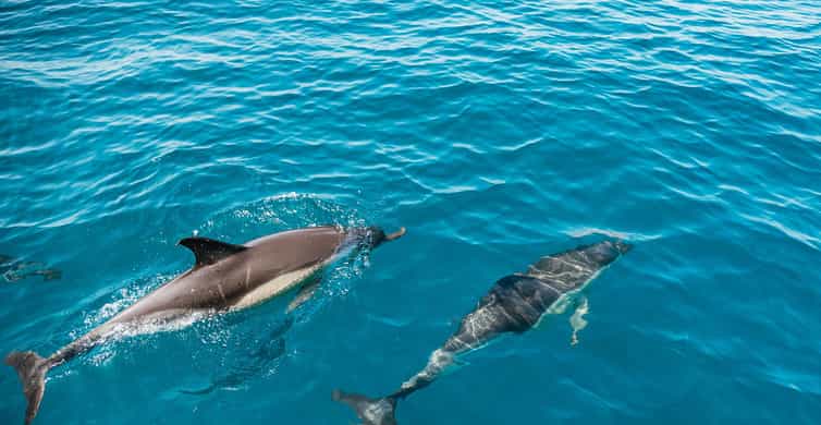 Lagos: Dolphin Watch Tour with Professional Marine Biologist