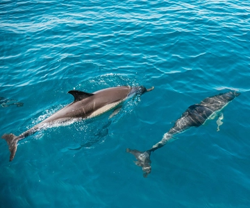 Lagos: Dolphin Watch Tour with Professional Marine Biologist