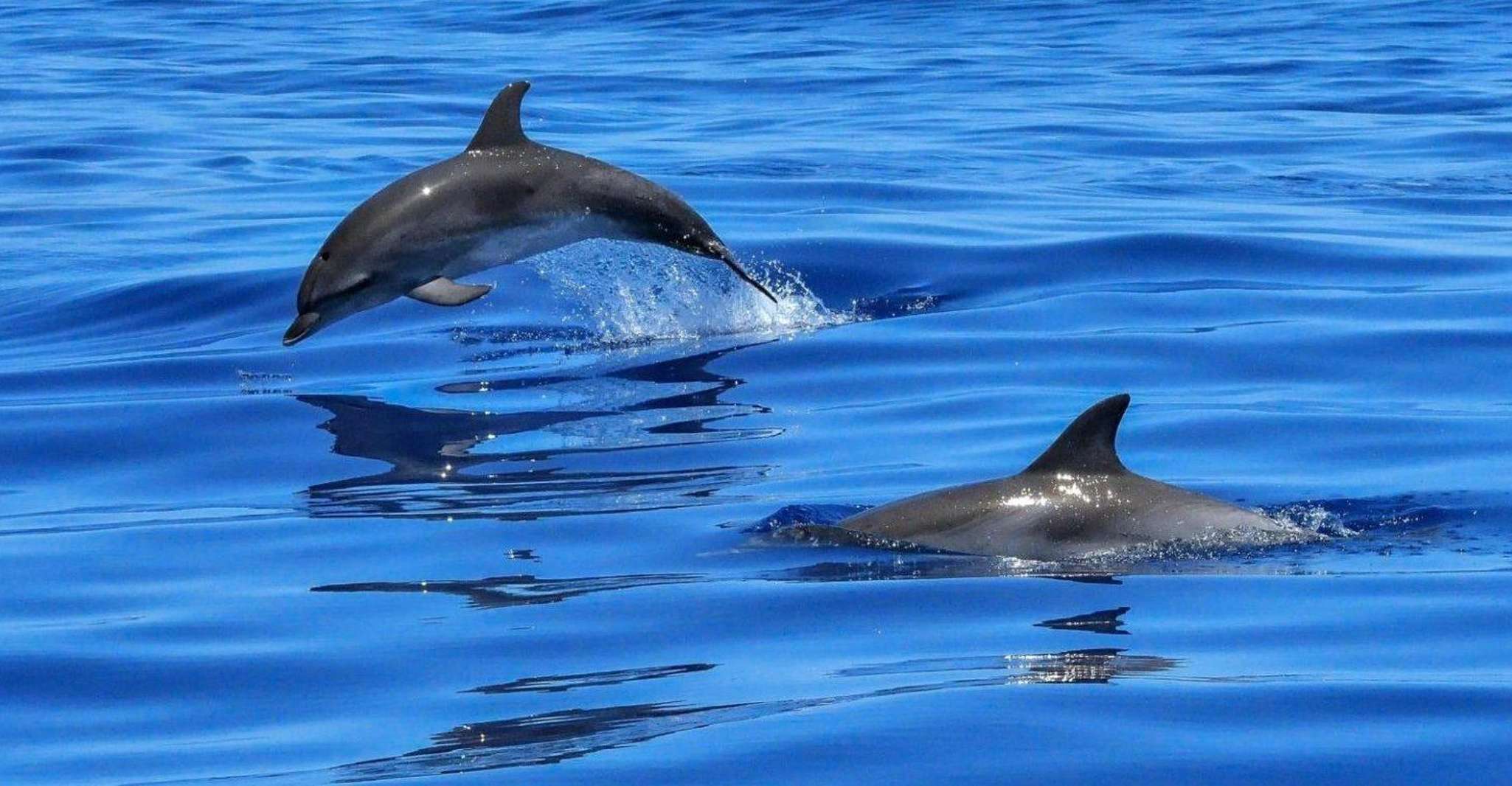 Muscat, Dolphin Watch & Snorkel Excursion - Housity