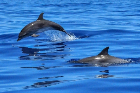 Dolphin Watching & Snorkeling Trip (3 hours) Standard Option