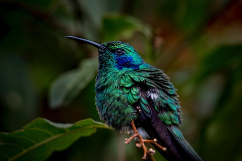 Vulcão Arenal:Parque Nacional do Vulcão Arenal: Melhores coisas para fazer