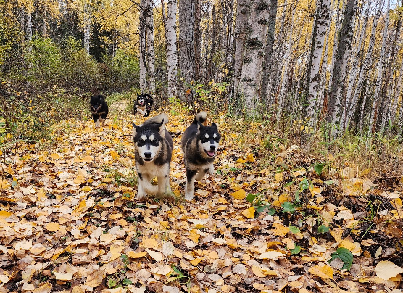 Fairbanks: Alaskas sommerslædehundeeventyr