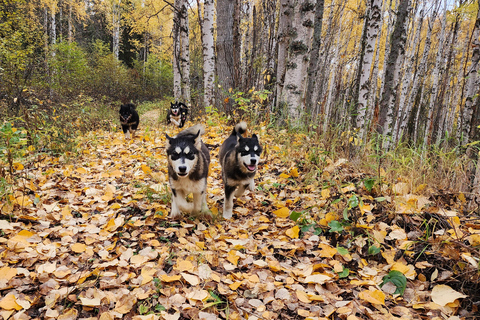 Fairbanks: Aventura de verão com trenós puxados por cães no AlascaDuração da viagem