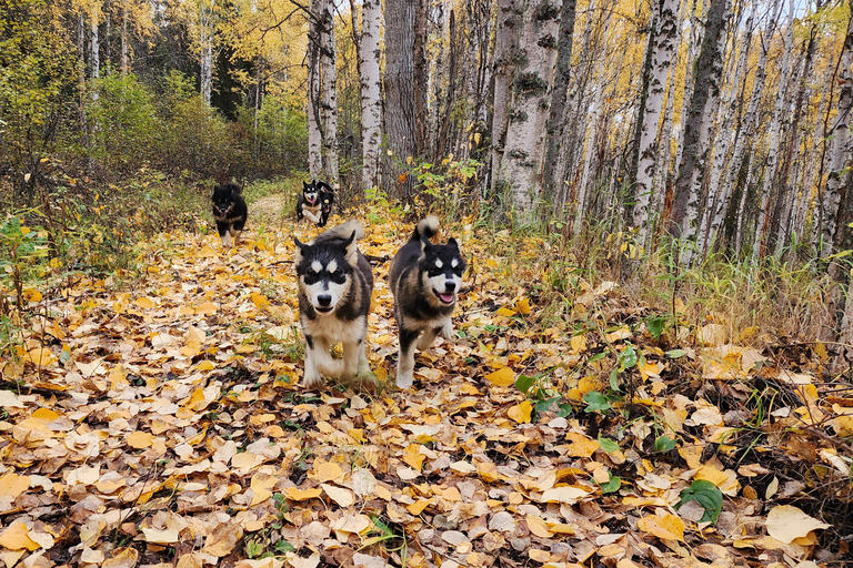 Fairbanks: Alaskan Summer Sled Dog AdventureDuration of Tour