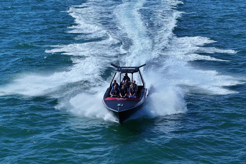 Noosa Thriller Whale Watching