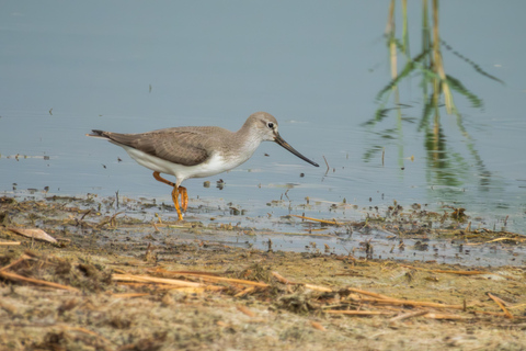 Tbilisi: Birdwatching Tour with Guide