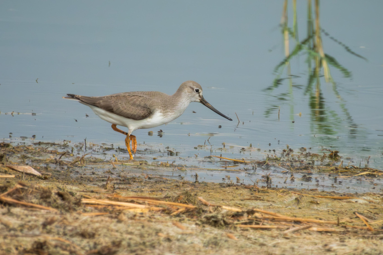 Tbilisi: Birdwatching Tour with Guide