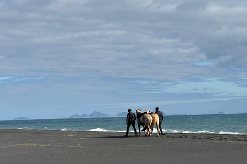 Sul da Islândia: Passeio a cavalo pela praia negra