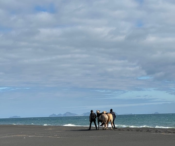 Islanda meridionale: Tour a cavallo della spiaggia nera