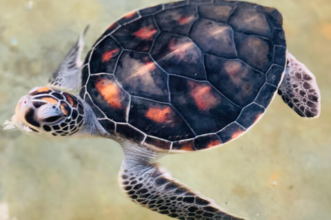 Galle Day Tour with Turtle Hatchery & River Boat Safari