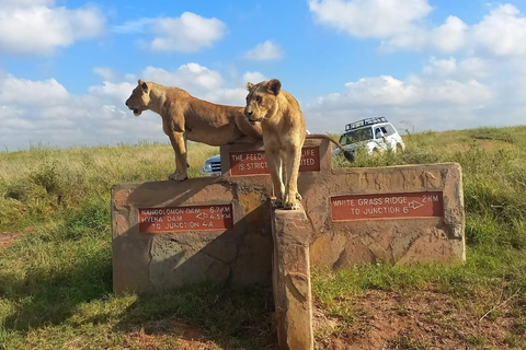 Nairobi park afternoon game drive with free airport pick up.