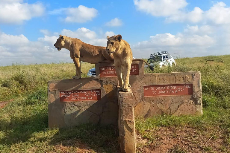 Nairobi park afternoon game drive with free airport pick up.