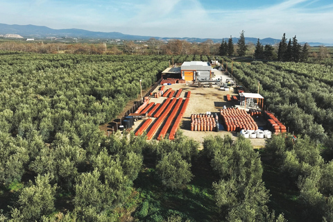 Saloniki: Halkidiki/Sithonia Swim, Sunset &amp; Olive Tour