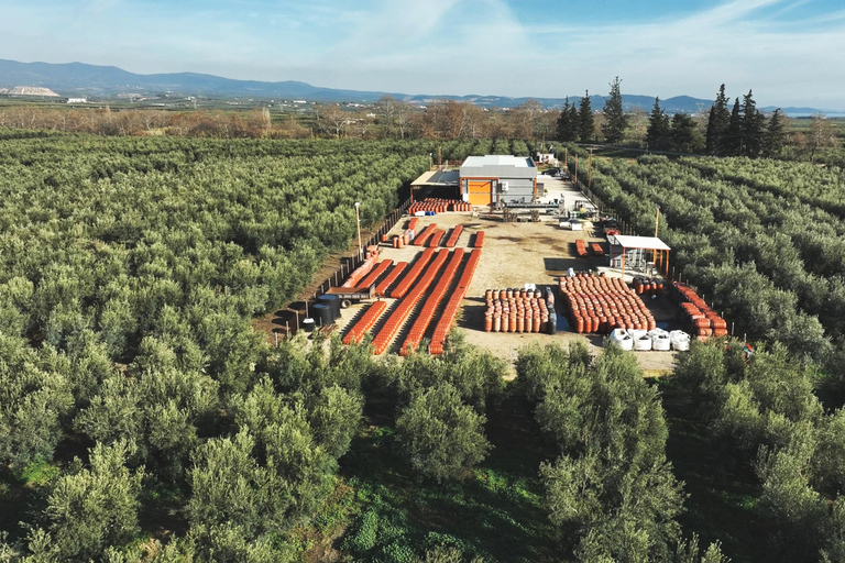 Saloniki: Halkidiki/Sithonia Swim, Sunset &amp; Olive Tour