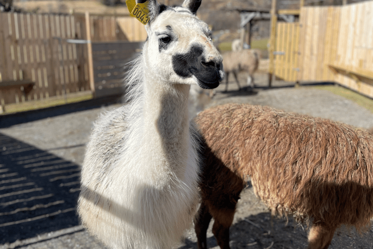 Måløy: Llama farm visit