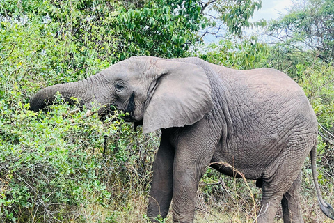 Safari de 1 dia na vida selvagem de Akagera e passeio de barco1 dia de Safari pela vida selvagem em Akagera e passeio de barco