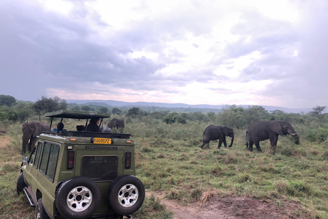 Kigali: Akagera National Park Safari with Lunch & Wi-Fi