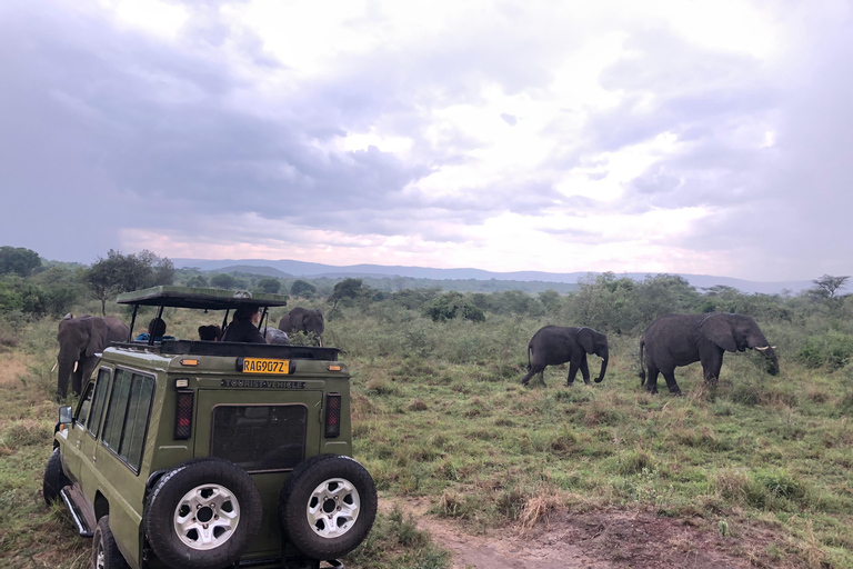 Kigali: Akagera National Park Safari with Lunch & Wi-Fi