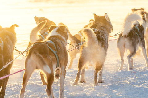 Rovaniemi: Insider 5km Husky Sledding Tour