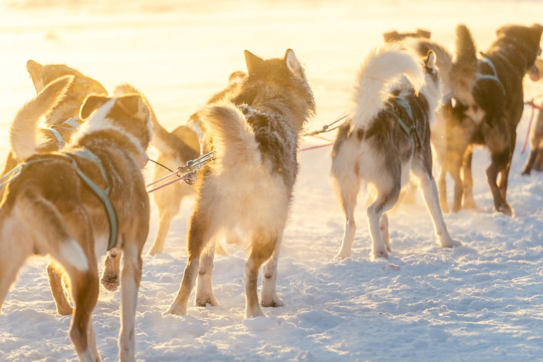 Rovaniemi: Insider 5km Husky Sledding Tour