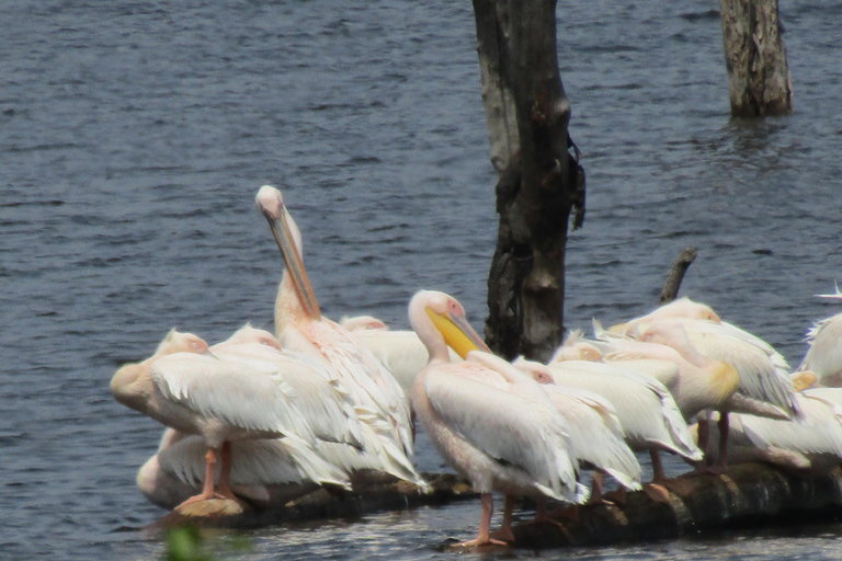 De Nairobi: Viagem de 1 dia ao Parque Nacional do Lago Nakuru