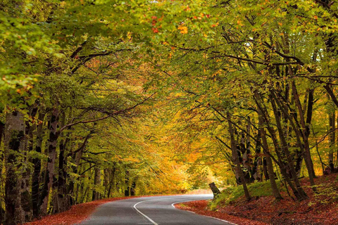 From Tbilisi: Sabaduri Forest, Chronicles & Bear Zoo