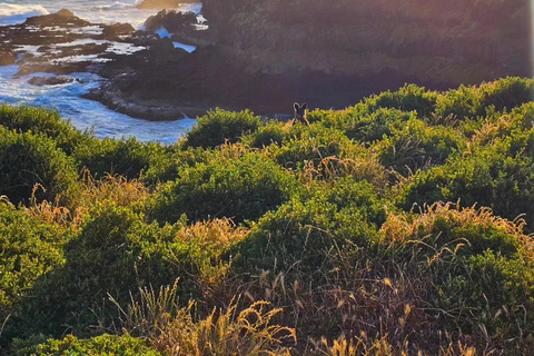 Phillip Island : Vin, faune et pingouins avec un festin gastronomique