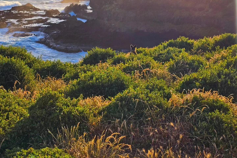 Phillip Island: Wijn, wilde dieren &amp; pinguïns met een gastronomisch feestmaal