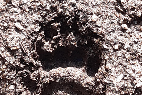 A Day Hike in Mervent Forest (Vendée)