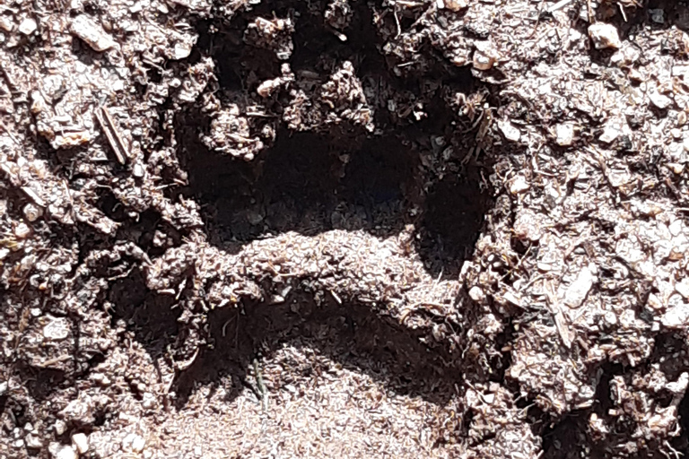A Day Hike in Mervent Forest (Vendée)