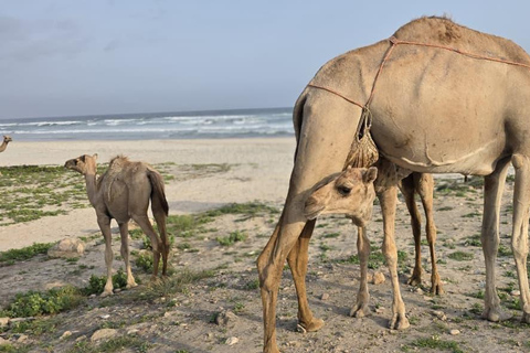 Salalah: Private 5-Day Dhofar Highlights Tour with Guide