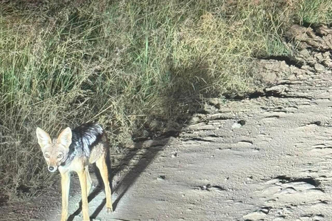 Nairobi National Park Night Safari with Armed Rangers