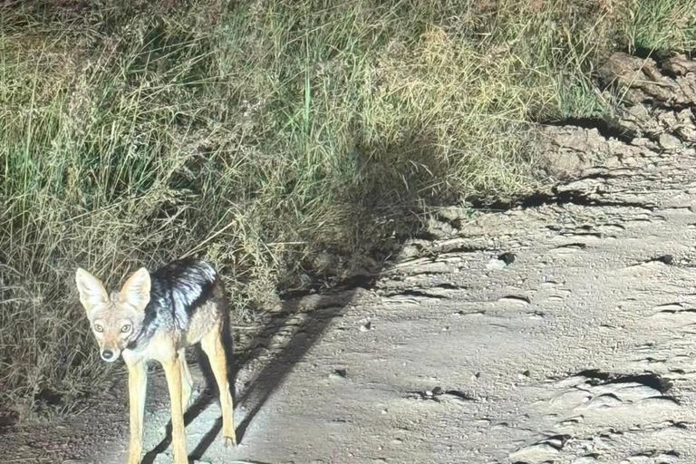 Nairobi National Park Night Safari with Armed Rangers