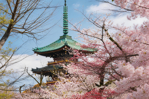 Tokyo: Sky Lunch, Ueno Cherry Blossom & Meguro Night Trip
