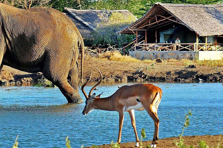 Safari noturno privado para Tsavo East