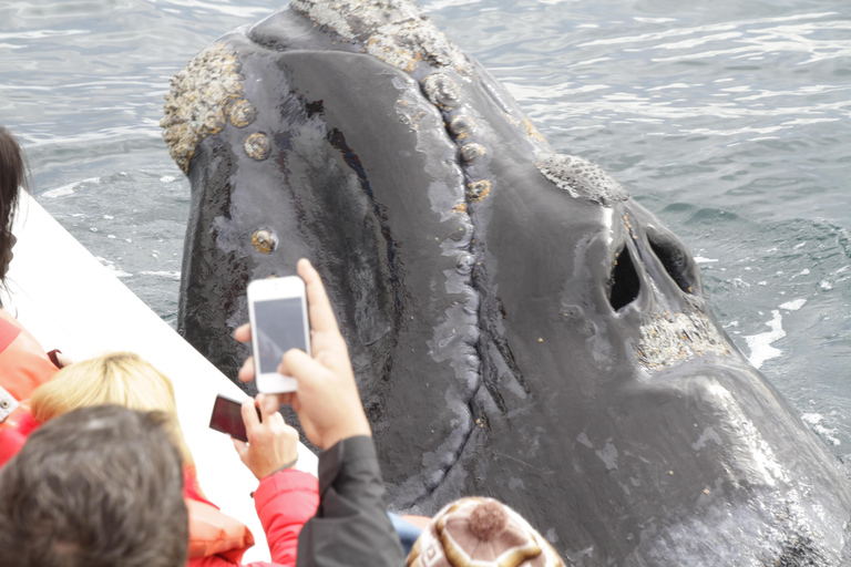 Puerto Piramides: Whale Watching Boat Trip