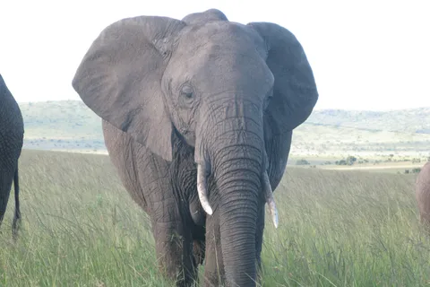 2 Days Amboseli Elephant Encounter Safari