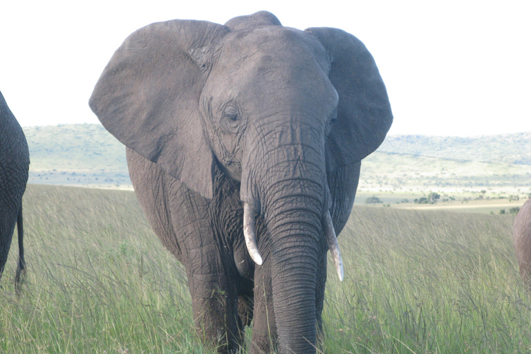 2-dniowe safari na słoniach w Amboseli