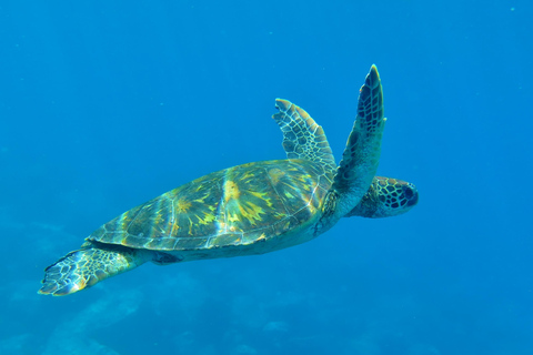 De Puerto Ayora: Excursão de um dia para mergulho com snorkel na Ilha de Santa Fé