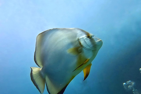 Sharm El Sheikh: Tiran Island Boat Diving & Snorkeling Intro Diving & Snorkeling – No Certification Required